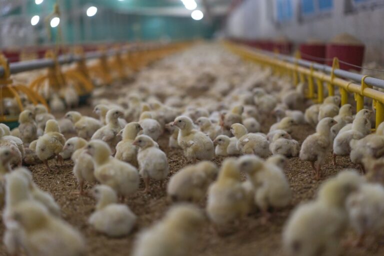 Relationship between hatchling length and weight on later productive performance in broilers