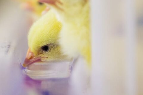 Effects of moment of hatch and feed access on chicken development