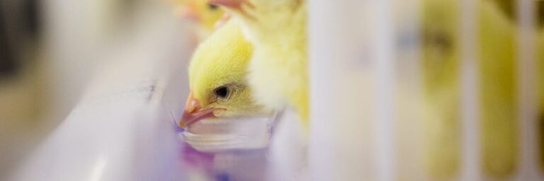Effects of moment of hatch and feed access on chicken development