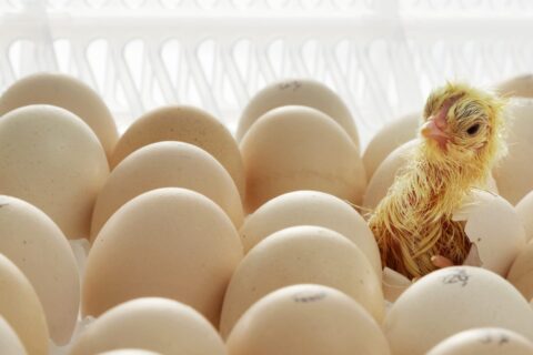Influence of egg warming during storage and hypercapnic incubation on egg characteristics, embryonic development, hatchability, and chick quality