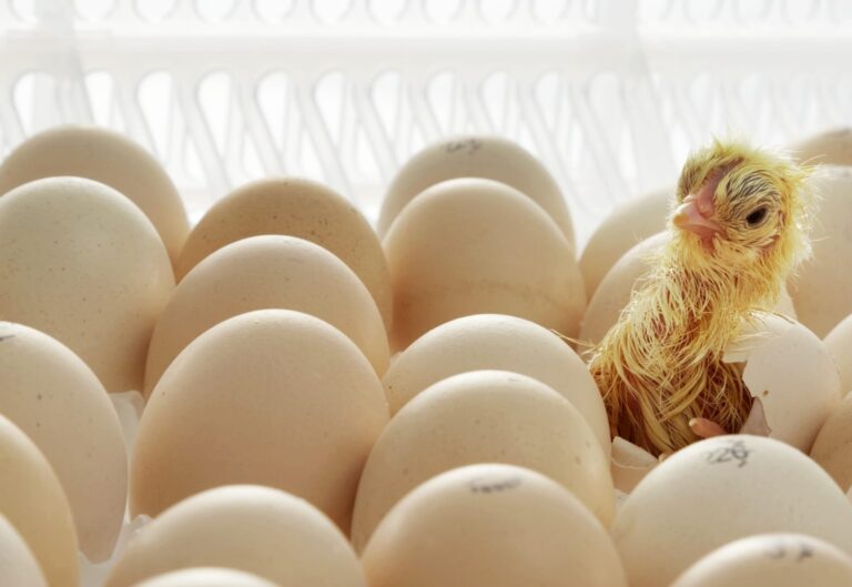 Influence of egg warming during storage and hypercapnic incubation on egg characteristics, embryonic development, hatchability, and chick quality