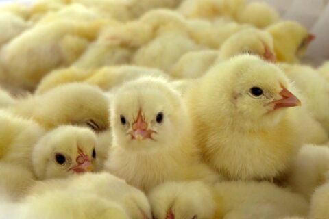 Abstract: the effect of pre-warming profile on hatchability and chick quality
