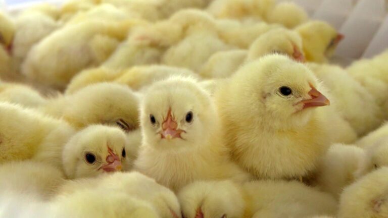Hatchbrood: a tool to reduce antibiotic usage in poultry