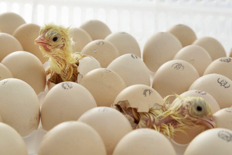 Successful hatching: at the right place in the right time