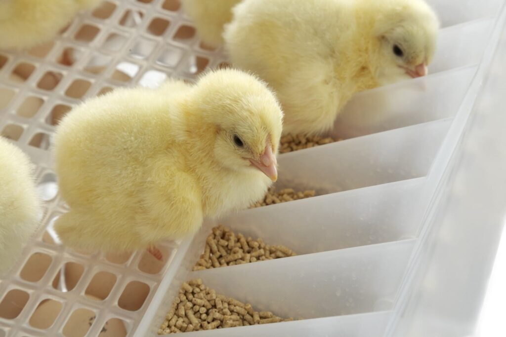 HatchCare