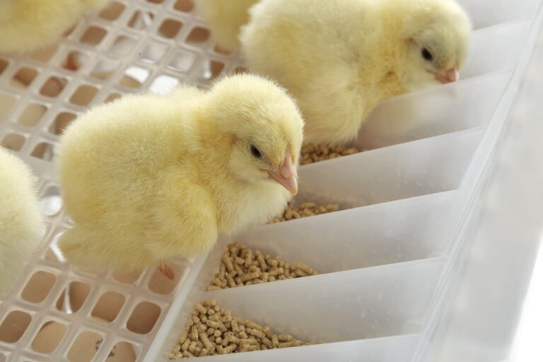 Effect of protein and energy level in feed on posthatch chick performance