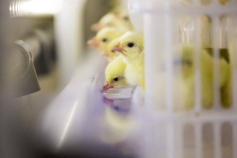 Long transport times for HatchCare chicks: a cause for concern?