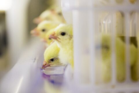 The most important benefits of early feeding