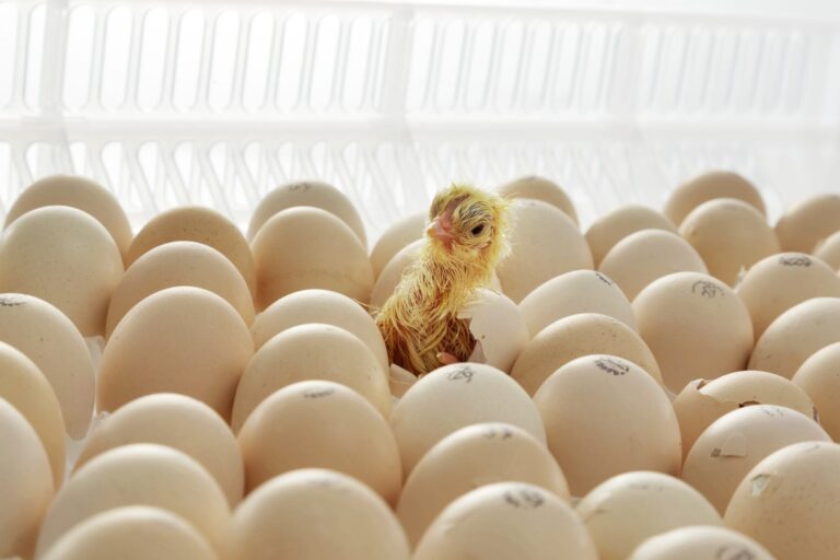 An optimal start to the incubation process improves hatchability