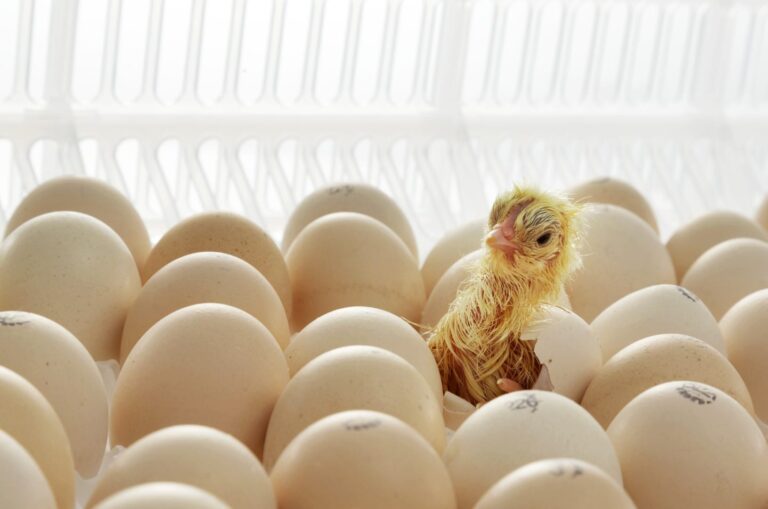 Effects of temperature and co2 during late incubation on broiler chicken development