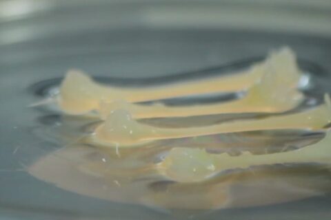 Glucose oxidation in chicken embryos incubated at a normal or high eggshell temperature