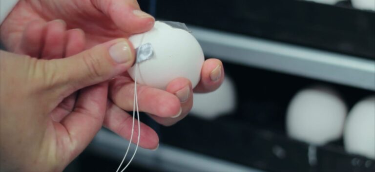 Effect of eggshell temperature and drilling a hole in the air cell on survival and development in layer hatchlings