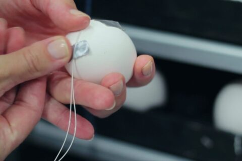 Effect of eggshell temperature and a hole in the air cell on the perinatal development and physiology of layer hatchlings