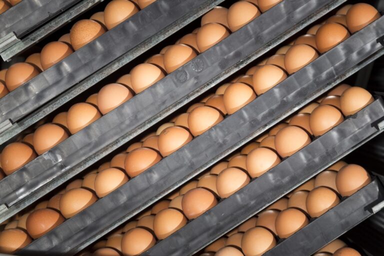 Temperature and CO2 during the Hatching Phase. 2 Effects on Chicken Embryo Physiology