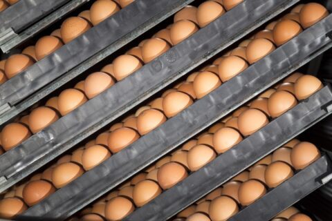 Effect of eggshell temperature and oxygen concentration on survival rate and nutrient utilization in chicken embryos