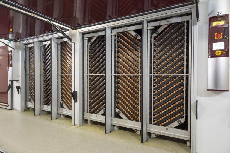 Effect of lighted incubation from set till hatch on hatch moment and chick development