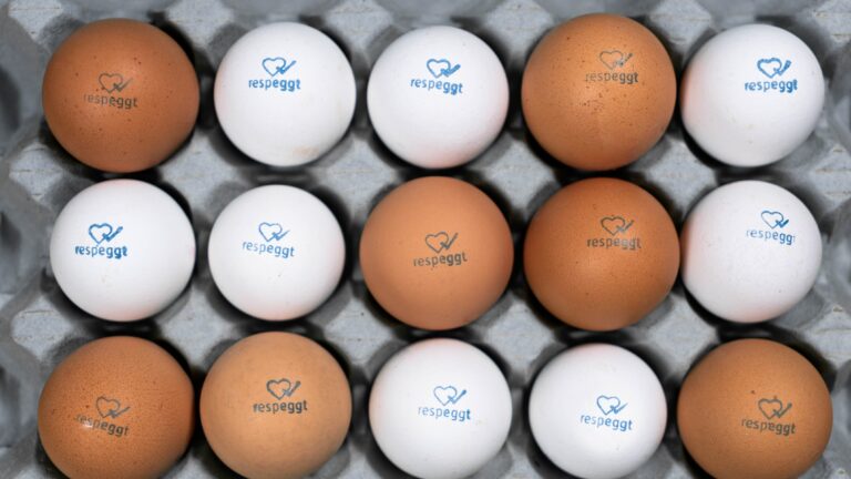 Respeggt Eggs introduced in Dutch Supermarket