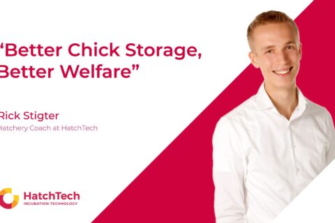 Better Chick Storage, Better Welfare