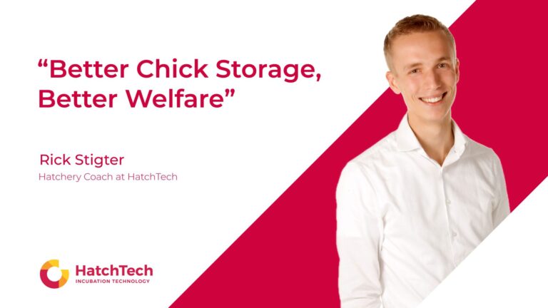 Better Chick Storage, Better Welfare