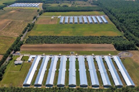 Hungary’s poultry dynasty extends HatchTech investment