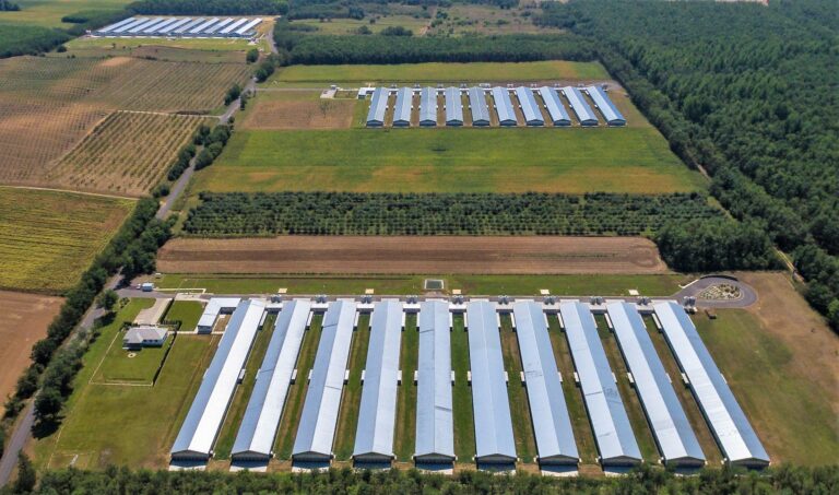 Hungary’s poultry dynasty extends HatchTech investment
