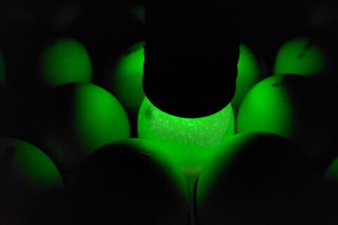 From SetGate to Three-Phase Incubation