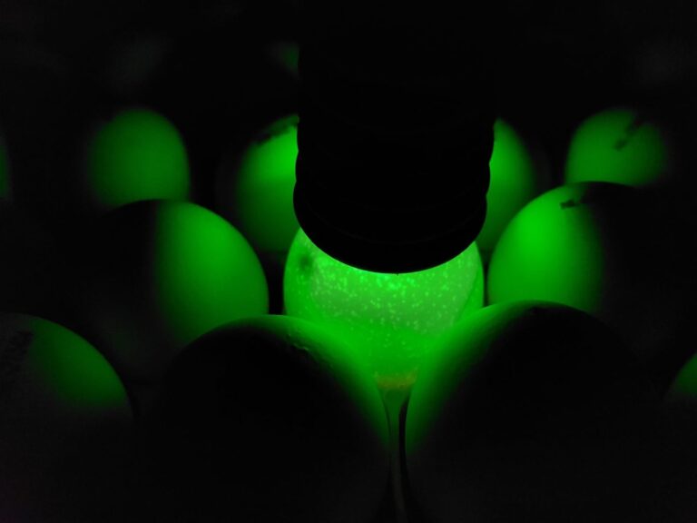 From SetGate to Three-Phase Incubation