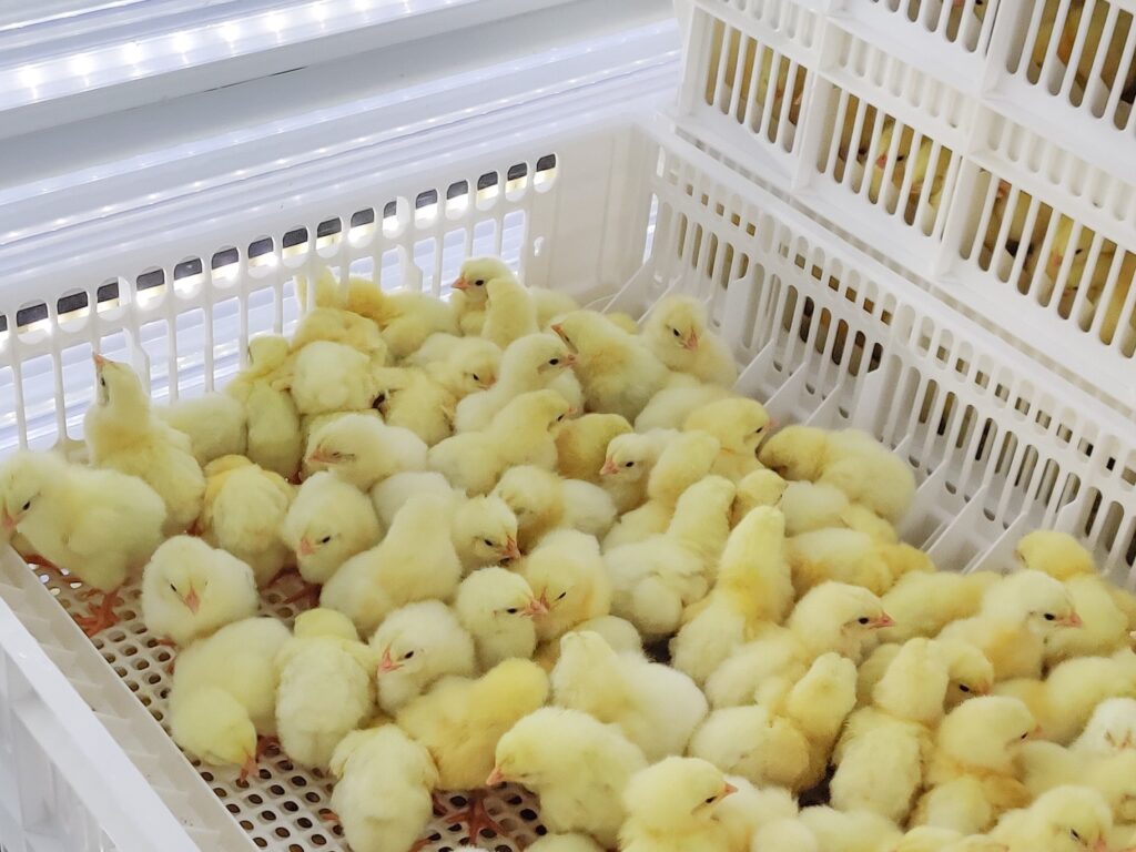 HatchCare Chick Storage room