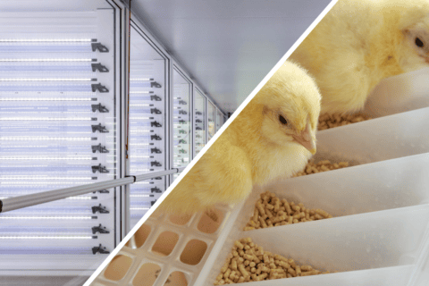 Stimulate Chick Development: The Role of Early Feeding in the First Hours After Hatch