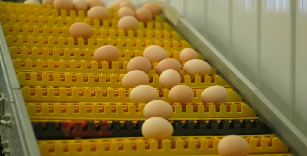 Synergy Agri Group Ltd.