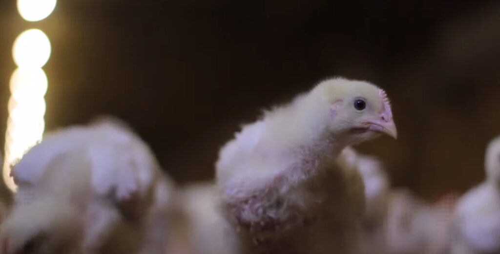 Poultry experts