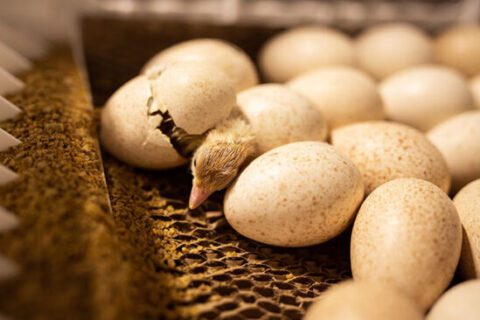 HatchCare for Turkeys: Turning Innovation into Real-World Results